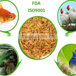 High Protein Poultry Treat Dried Mealworm thumbnail-1