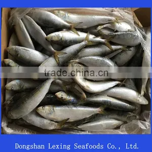Sea Frozen Sardine Fish thumbnail-1