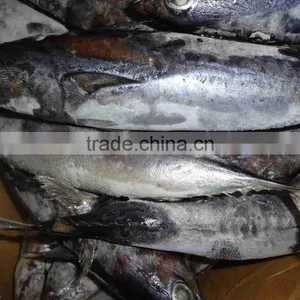 Seafrozen Whole Round Bonito Tuna Fish Made in China thumbnail-2
