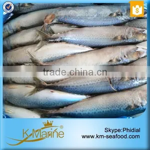 Hot Sale Competitive Prices Land Frozen Mackerel Fish Benefits thumbnail-4
