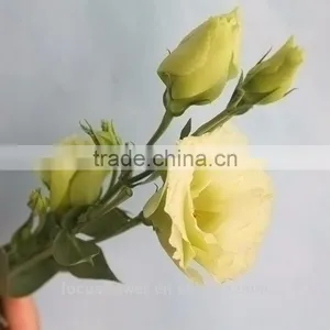 2017 High Quality Green Eustoma Factory Direct Flower For Sale thumbnail-6