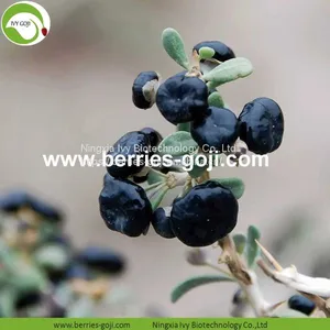 Factory Supply Dried Black Goji Berry thumbnail-2