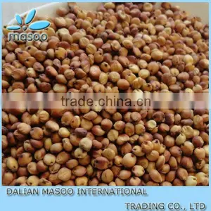 Sweet Sorghum Seed From China thumbnail-1