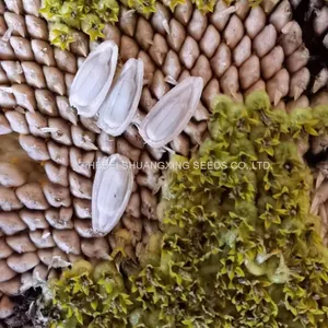S1312 Hebei Shuangxing White Color Planting Sunflower Seeds thumbnail-1