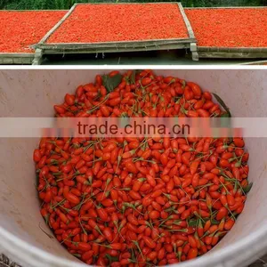 AAA Top Class China Goji Berry Price thumbnail-1