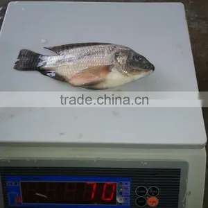 Tilapia Bream 50-100G thumbnail-2