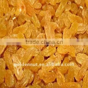 Golden Raisin thumbnail-1