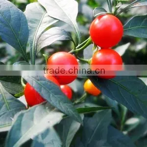 100 Pure and Natural Tomato Essential Oil thumbnail-1