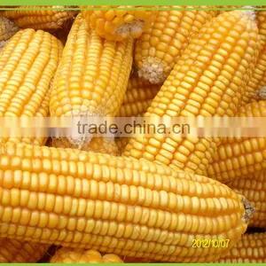 Maize Corn Variety and Grain Type Yellow Maize for Poultry Feed thumbnail-3