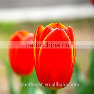 the High Quality Fresh Cut Tulip Bulbs Flower From Yunan thumbnail-4