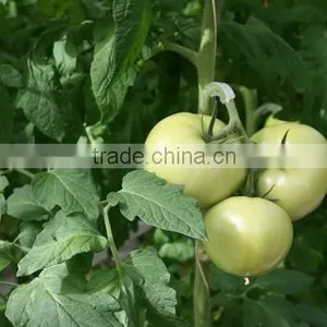 Red Color Fresh Tomato thumbnail-4