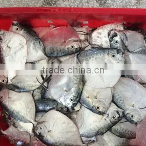 MOON FISH thumbnail-6