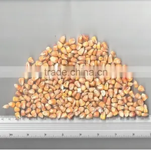 UKRAINIAN CORN thumbnail-4