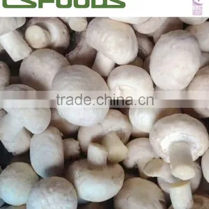 Frozen Mushroom Button Mushroom Champignon Mushroom thumbnail-2