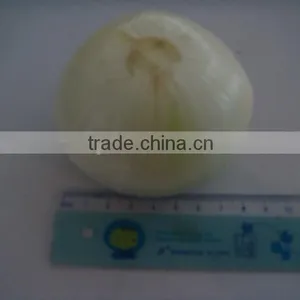 Fresh Peeled Onion Supplier in China With Good Price for Japan thumbnail-6