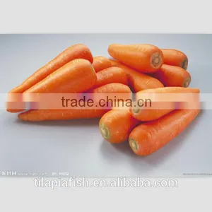 Carrot Oil, Fresh Carrot With Good Price thumbnail-1