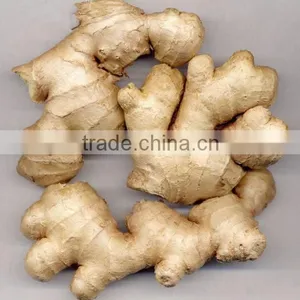 Wholesale Organic Common Cultivation Type Fresh Ginger thumbnail-1