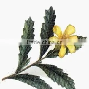 GMP Natural High Quality Damiana Extract/Damiana Leaf Extract/Damiana Leaf Extract Powder thumbnail-3