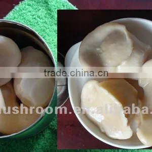 Southeast Asia Selling Canned Bailing Mushroom thumbnail-1