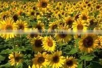 Promotion Striped Sunflower Seeds With Competitive Price thumbnail-6