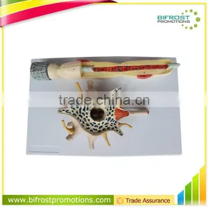 Neuron Education Human Body Biological Model Teaching Aids thumbnail-1