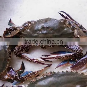 Frozen Yellow Sea Blue Swimming Crabs Inexpensive Seafood thumbnail-1