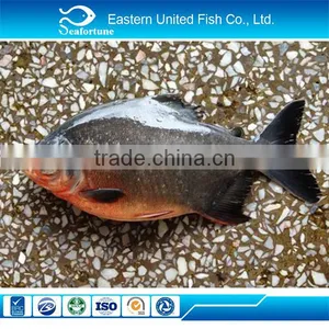 Gold Supplier New Arrival Chinese Pacu Price thumbnail-1