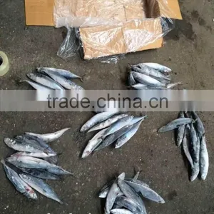 Company Export Fish Mackererl thumbnail-1