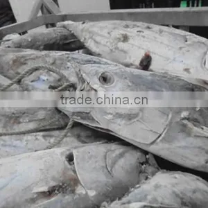 2016 Super Frozen Fish Skipjack Tuna 1.8kg up thumbnail-2