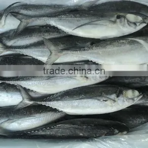Horse Mackerel, Vietnam Horse Mackerel Whole Around thumbnail-1