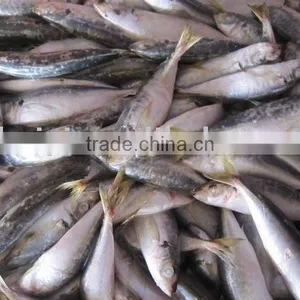 (100-200g) Frozen Horse Mackerel thumbnail-1