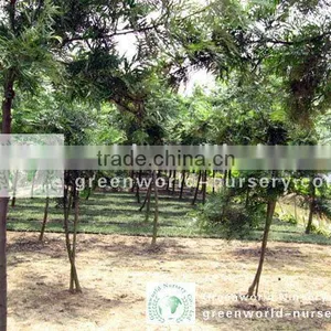 Grevillea Robusta Nursery Land thumbnail-1