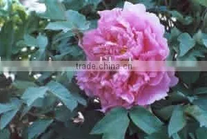 Tree Peony Plant Root Rou Fu Rong thumbnail-1
