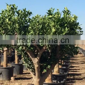 Lemon Tree - Citrus Limon thumbnail-6
