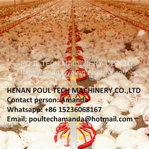 Zimbabwe Poultry Farm Automatic Broiler Floor Raising System With Nipple Drinker System & Feeding Pan System in Chicken Shed thumbnail-2