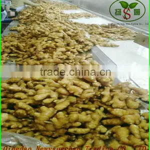 The Best Quality, Best Price, Best Exporters: 2015 Fresh Garlic! thumbnail-4
