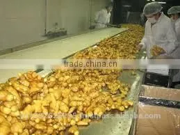 Fresh Ginger/Gingers/ High Quality Ginger/Strong Tast thumbnail-6