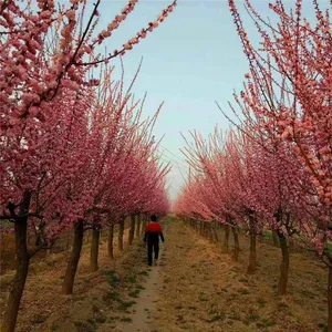 Price List of Red Plum Trees in Hunan Market, Base thumbnail-3