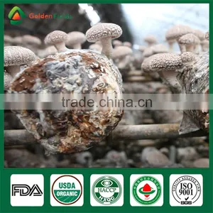 Shiitake Seeds,Shiitake Mushroom Farm,Shiitake Mushroom Spawn thumbnail-4