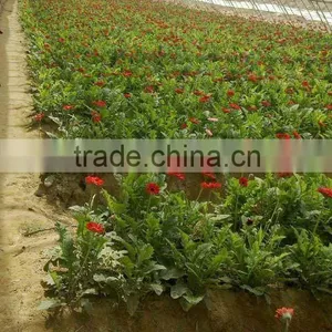 Used Greenhouse Farmland Drip Irrigation Systems thumbnail-1