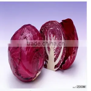 Fresh Chinese Cabbage thumbnail-2