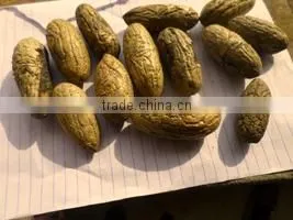 Raphia Hookeri thumbnail-1
