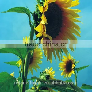 Holiday Party Yellow Sunflower Flower From Yunan thumbnail-3