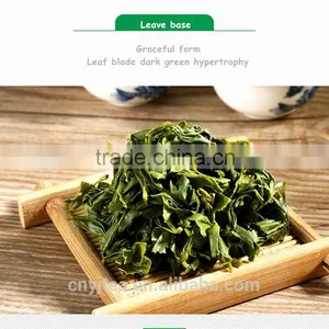Green Tea Product Type Organic and Best-selling Organic Green Tea thumbnail-3