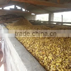 2014 Dried Ginger thumbnail-2