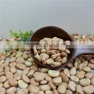 High Quality Yellow Broad Beans / Faba Beans / Fava Beans for Canning Food thumbnail-4