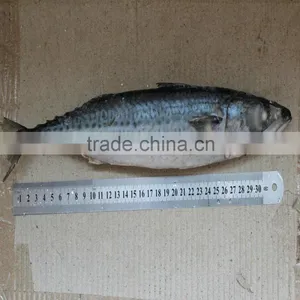2015 New Arrival Frozen Mackerel Fish 300-500g on Sale on Sale thumbnail-1