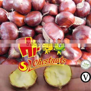 Wholesale Chestnut Fresh Chinese Chestnut thumbnail-6