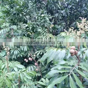 Dimocarpus Longan Lour Seedling thumbnail-2