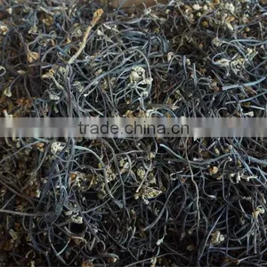 Wild Bracken thumbnail-4